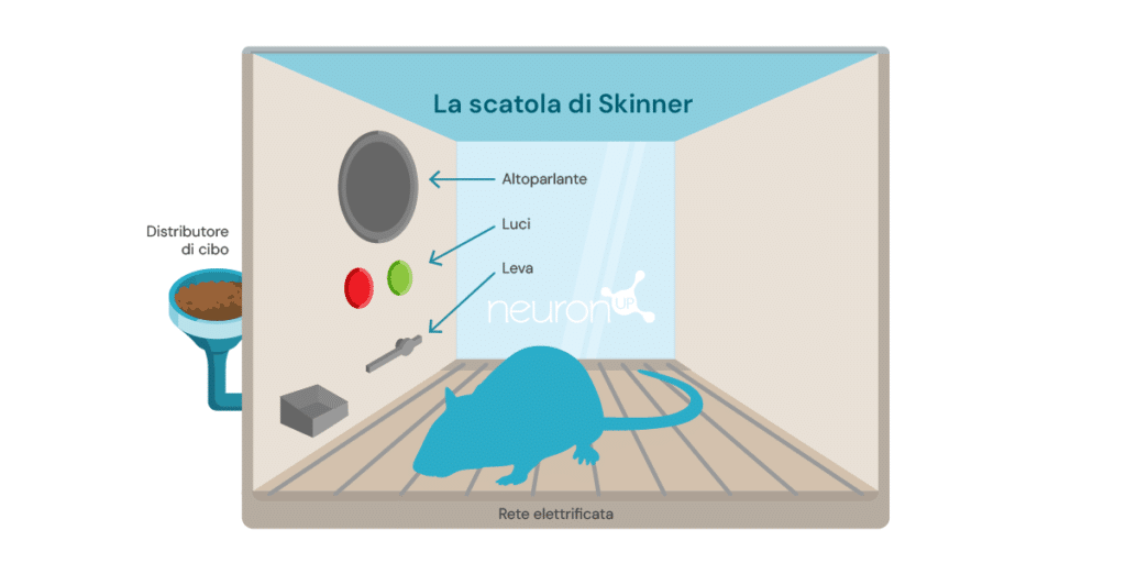 NeuronUP Labs La scatola di Skinner