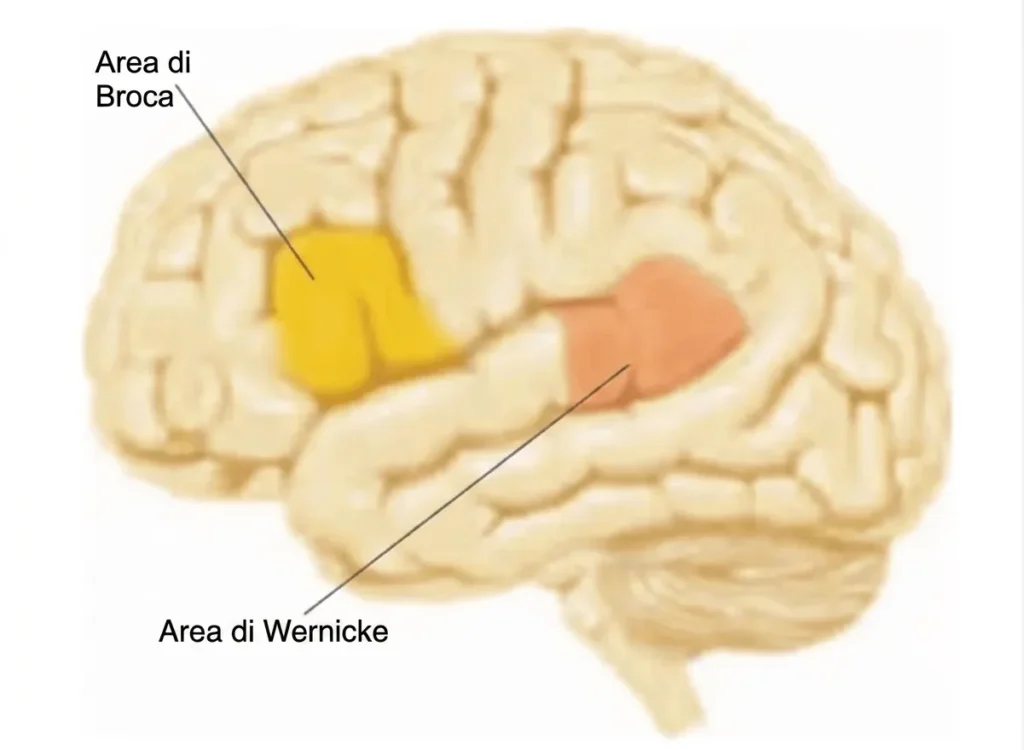 Disegno schematico del cervello con aree del linguaggio evidenziate: area di Broca in giallo e area di Wernicke in arancione, basato su Carlson 2006.
