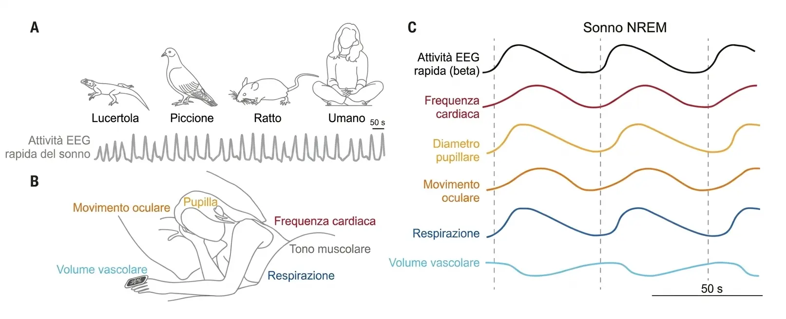 Sincronizzazione tra cervello e organismo durante il sonno NREM.