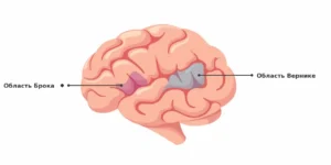 Broca's and Wernicke's areas