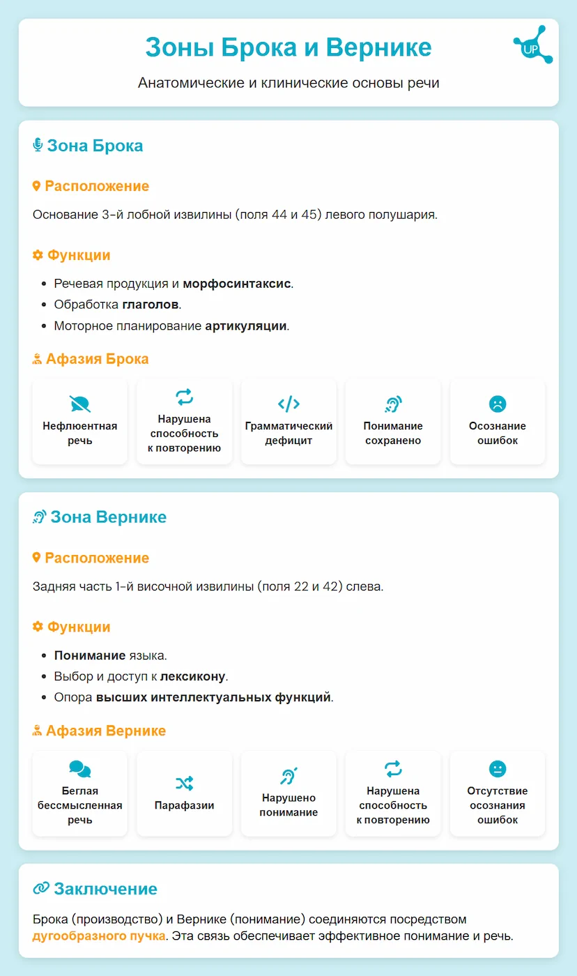Области Брока и Вернике - Инфографика статьи