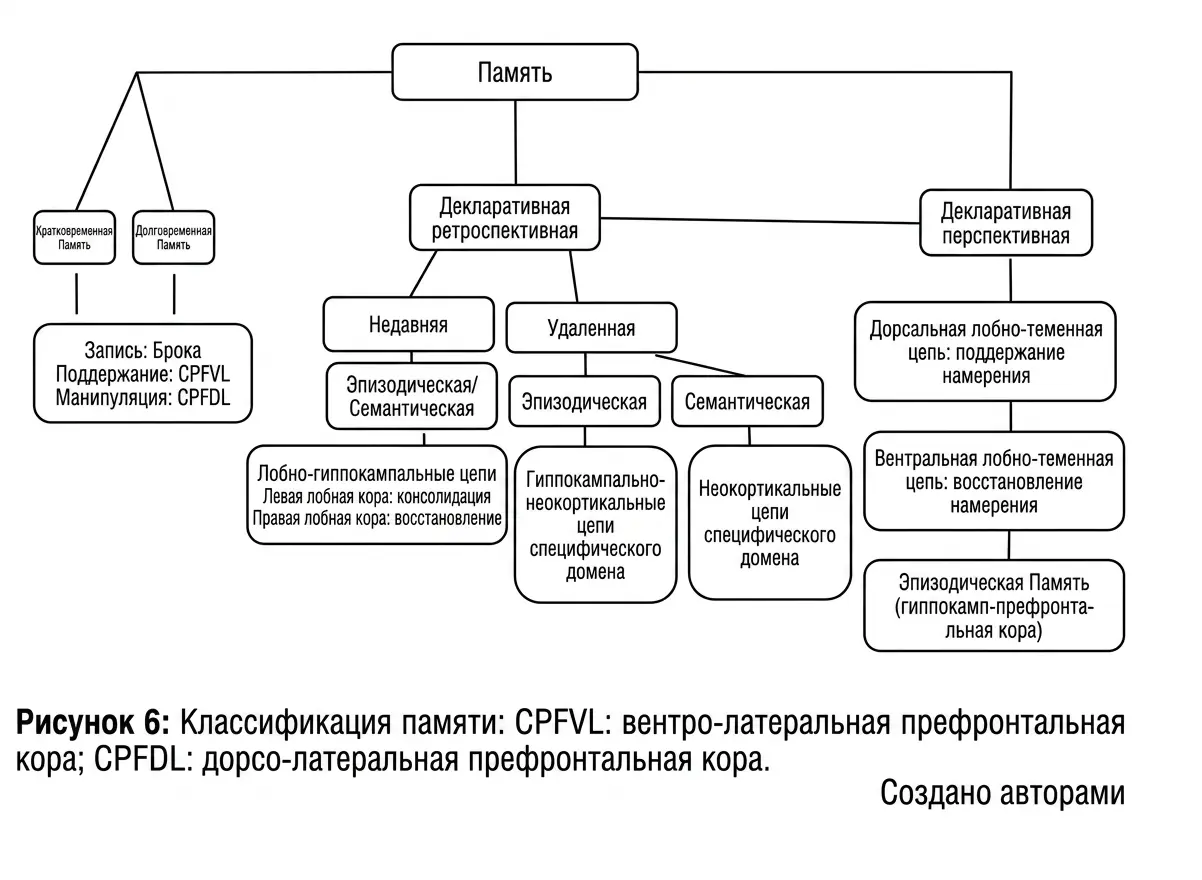 Диаграмма человеческой памяти: ретроспективная и проспективная декларативная память, а также цепи CPFVL, CPFDL и связи с гиппокампом.
