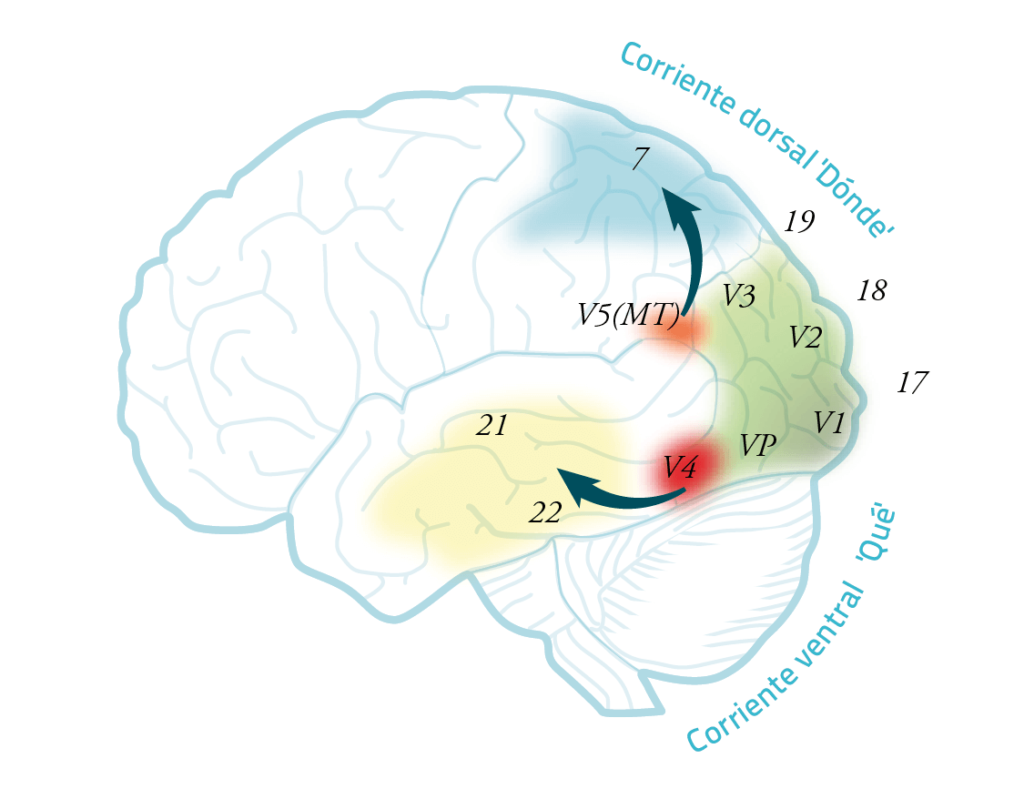 esquema cerebro en las agnosias visuales