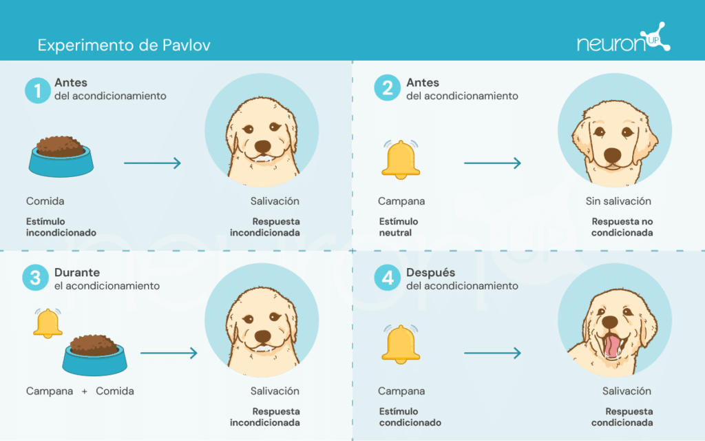 NeuronUP Labs Experimentos de Pavlov