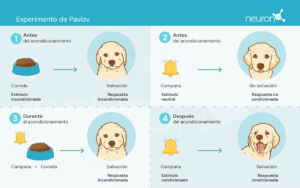 NeuronUP Labs Experimentos de Pavlov