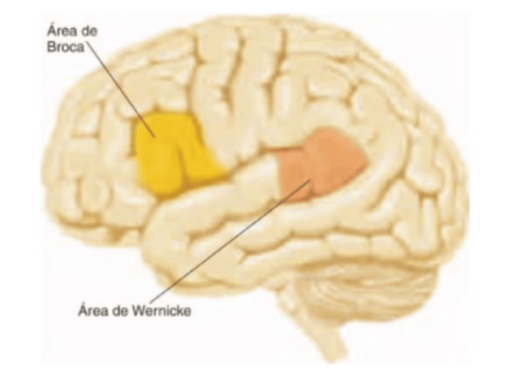 “Localización de las áreas del lenguaje en el cerebro”. En N. Carlson (2006). Fisiología de la conducta. Ed. Pearson, Madrid