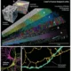 Reconstrucción tridimensional de un fragmento de aproximadamente 1mm³ de corteza cerebral humana obtenida mediante microscopía electrónica. NeuronUP.
