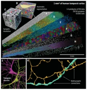 Reconstrucción tridimensional de un fragmento de aproximadamente 1mm³ de corteza cerebral humana obtenida mediante microscopía electrónica. NeuronUP.