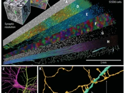 Reconstrucción tridimensional de un fragmento de aproximadamente 1mm³ de corteza cerebral humana obtenida mediante microscopía electrónica. NeuronUP.