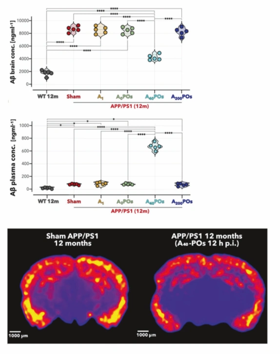 Reducción de la carga cerebral de beta-amiloide tras el tratamiento con A40-POs en ratones APPPS1.