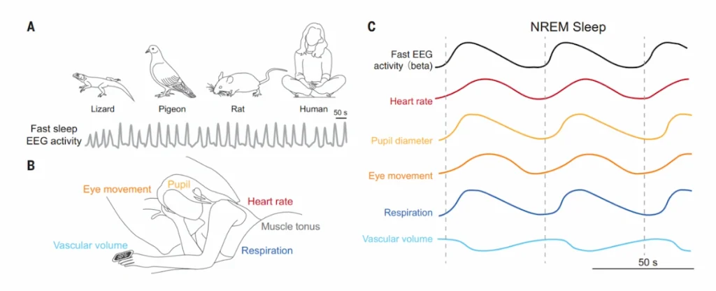 Sincronización entre cerebro y cuerpo durante el sueño NREM.